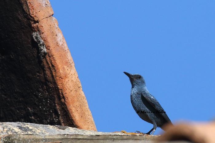 Tuscia viterbese e i suoi uccelli